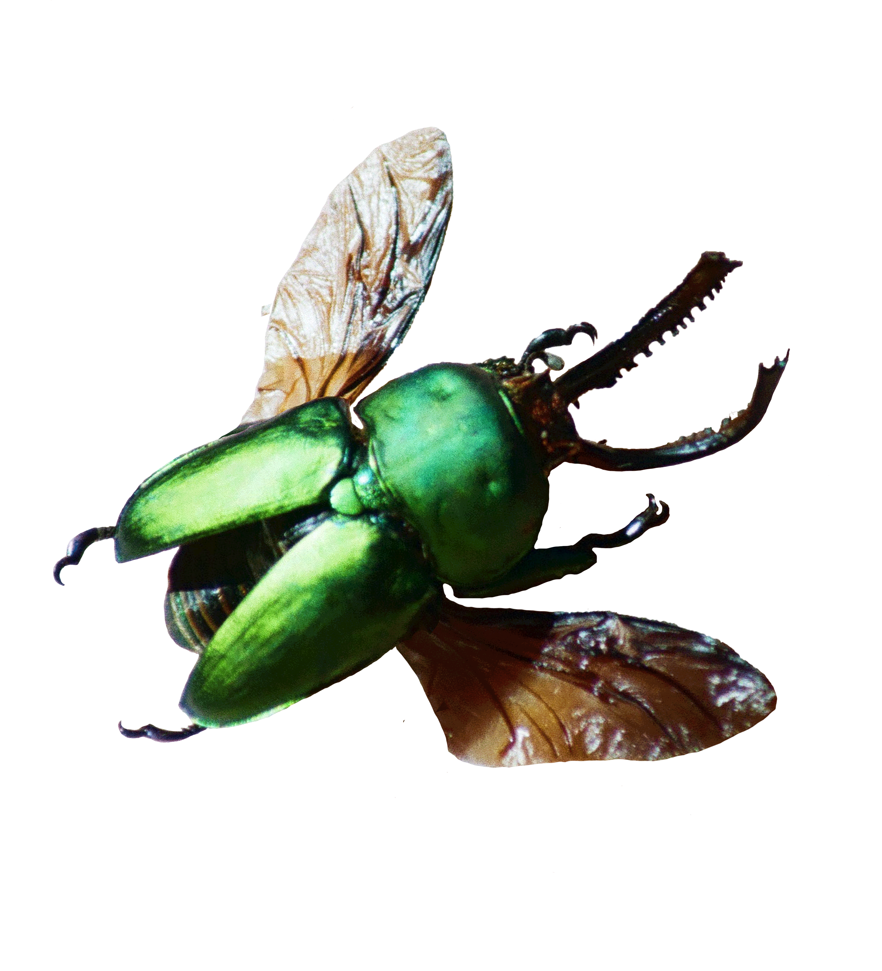 Bug Mobile Animation